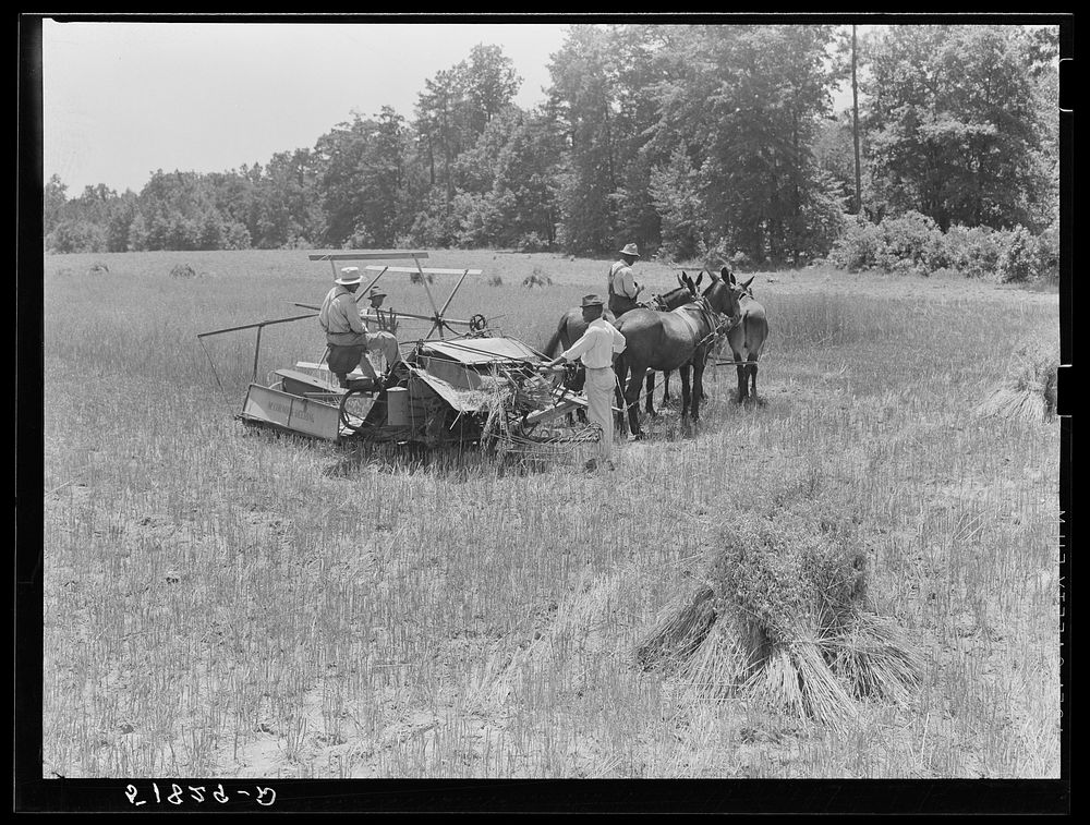 Harvesting Lonner Smith's oats with Will Miller's binder. Farm supervisor A.M. Fields is directing the work. Flint River…