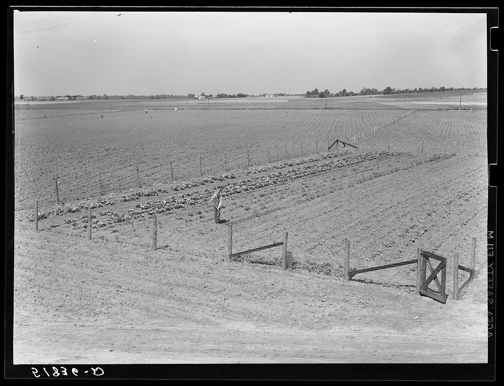 Odice Brock working in his garden. Flint River Farms, Georgia, near Montezuma. Sourced from the Library of Congress.