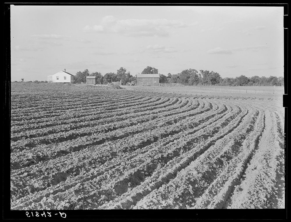 Andrew Whittaker's home and land. Flint River Farms, Georgia. Sourced from the Library of Congress.