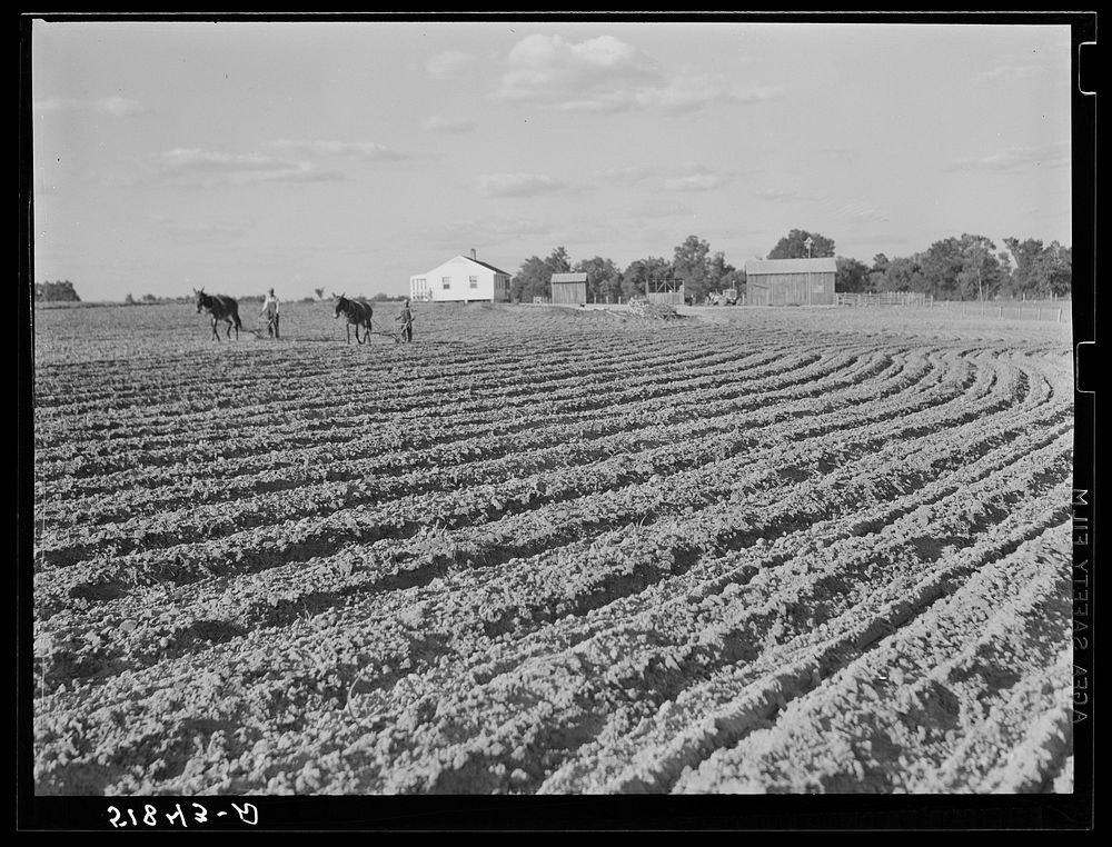 [Untitled photo, possibly related to: Andrew Whittaker's home and land. Flint River Farms, Georgia]. Sourced from the…