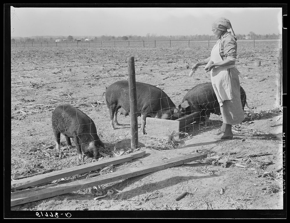 Mrs. Brown giving corn to some of her sows. Prairie Farms, Alabama. Sourced from the Library of Congress.