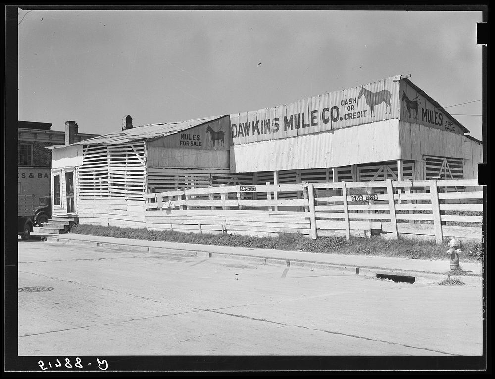 Mule auction stables. Monticello, Florida. Sourced from the Library of Congress.