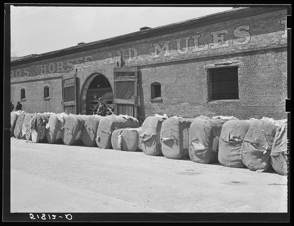 Burst bales of cotton on street in front of stock barn and warehouse. Montgomery, Alabama. Sourced from the Library of…