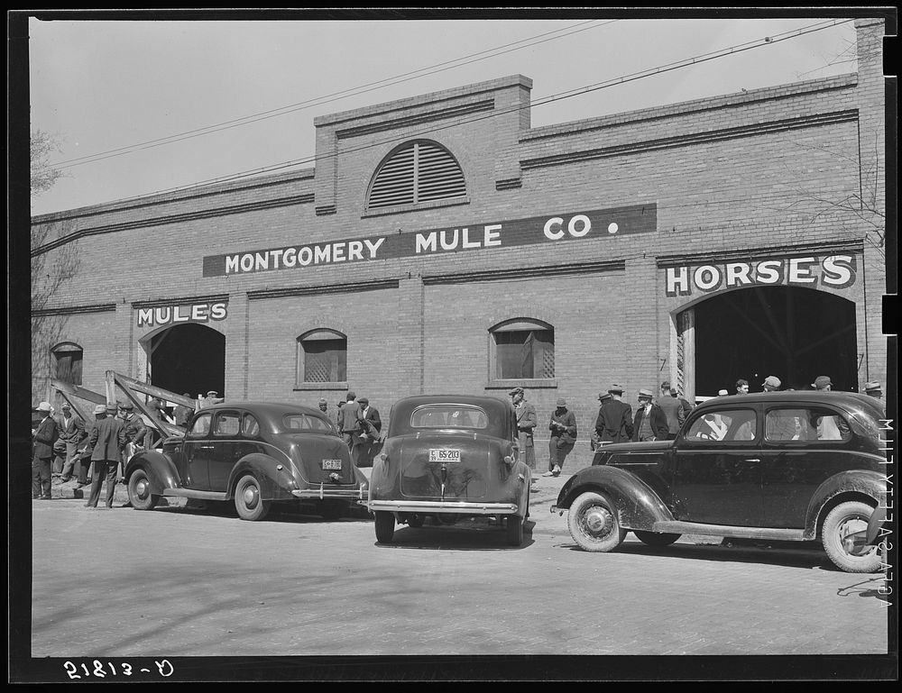 Stock barn of Montgomery Mule Company, Alabama, on day of big mule auction. Sourced from the Library of Congress.
