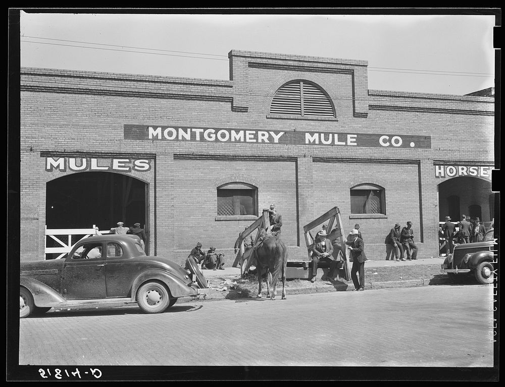 [Untitled photo, possibly related to: Stock barn of Montgomery Mule Company, Alabama, on day of big mule auction]. Sourced…