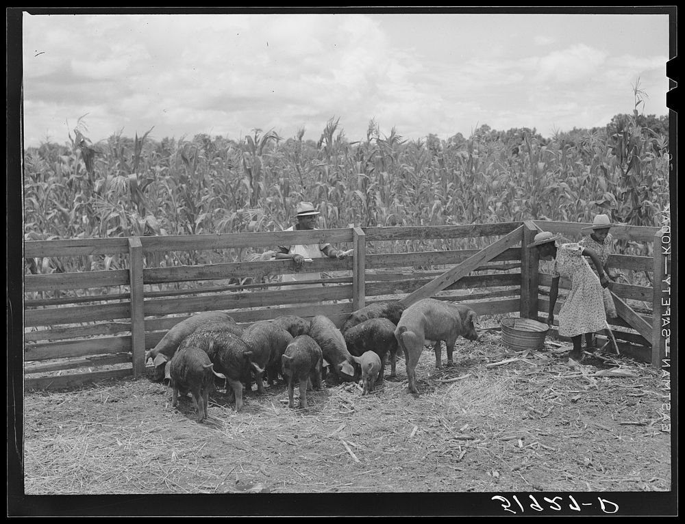 [Untitled photo, possibly related to: Children of Frederick Oliver, tenant purchase client, feeding hogs on their farm near…