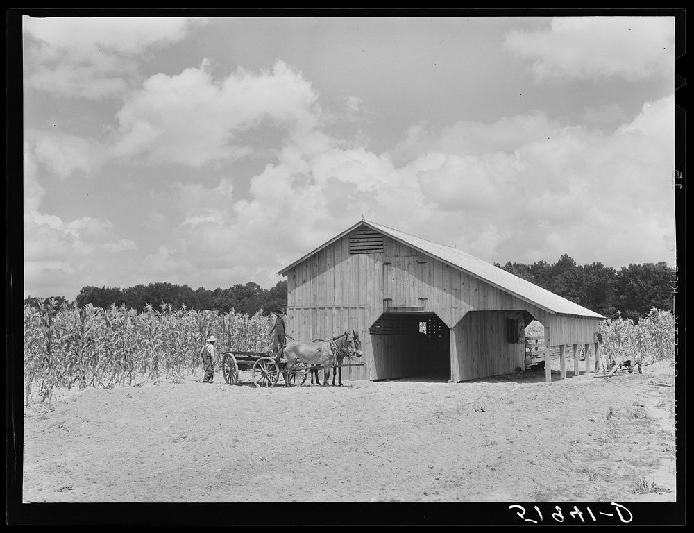 New mules and barn of Frederick Oliver, tenant purchase client, Summerton, South Carolina. Sourced from the Library of…