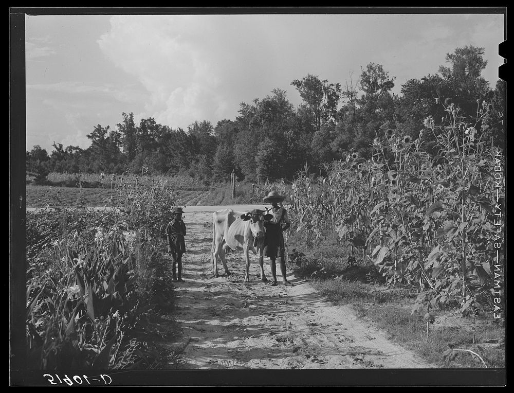 Rehabilitation client Pauline Clyburn, Manning, Clarendon County, South Carolina, bringing in cow. Sourced from the Library…