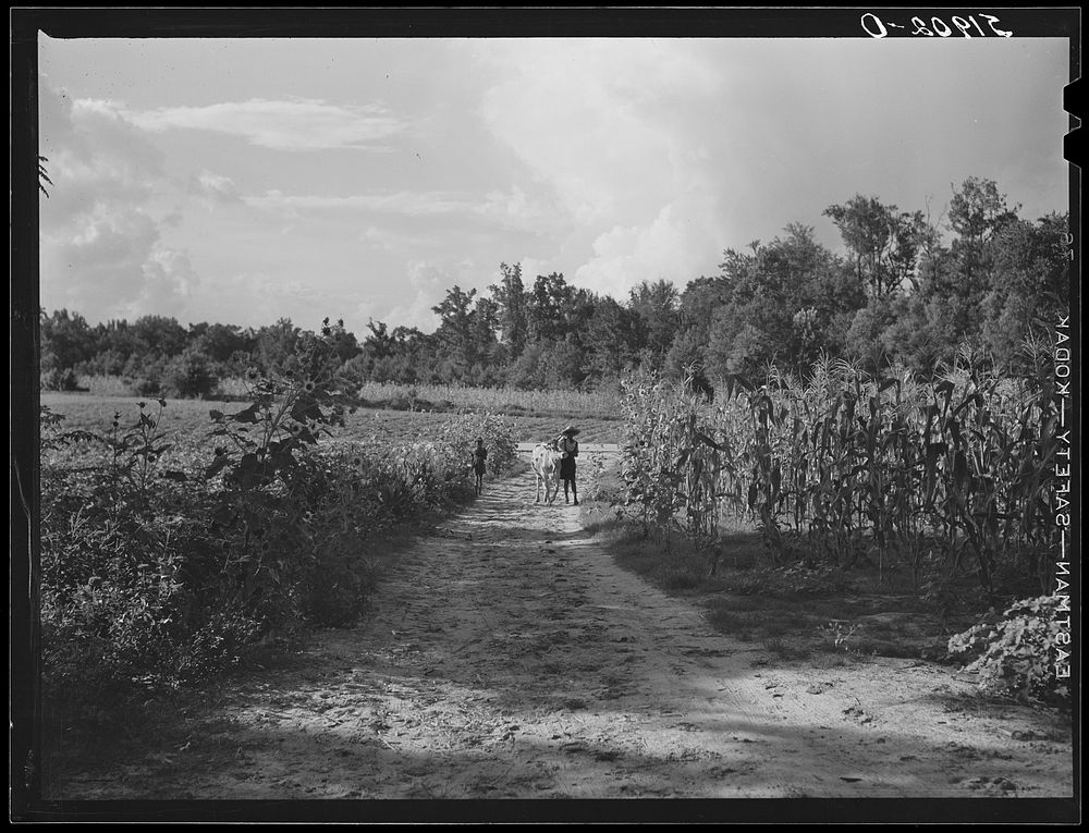 [Untitled photo, possibly related to: Rehabilitation client Pauline Clyburn, Manning, Clarendon County, South Carolina…