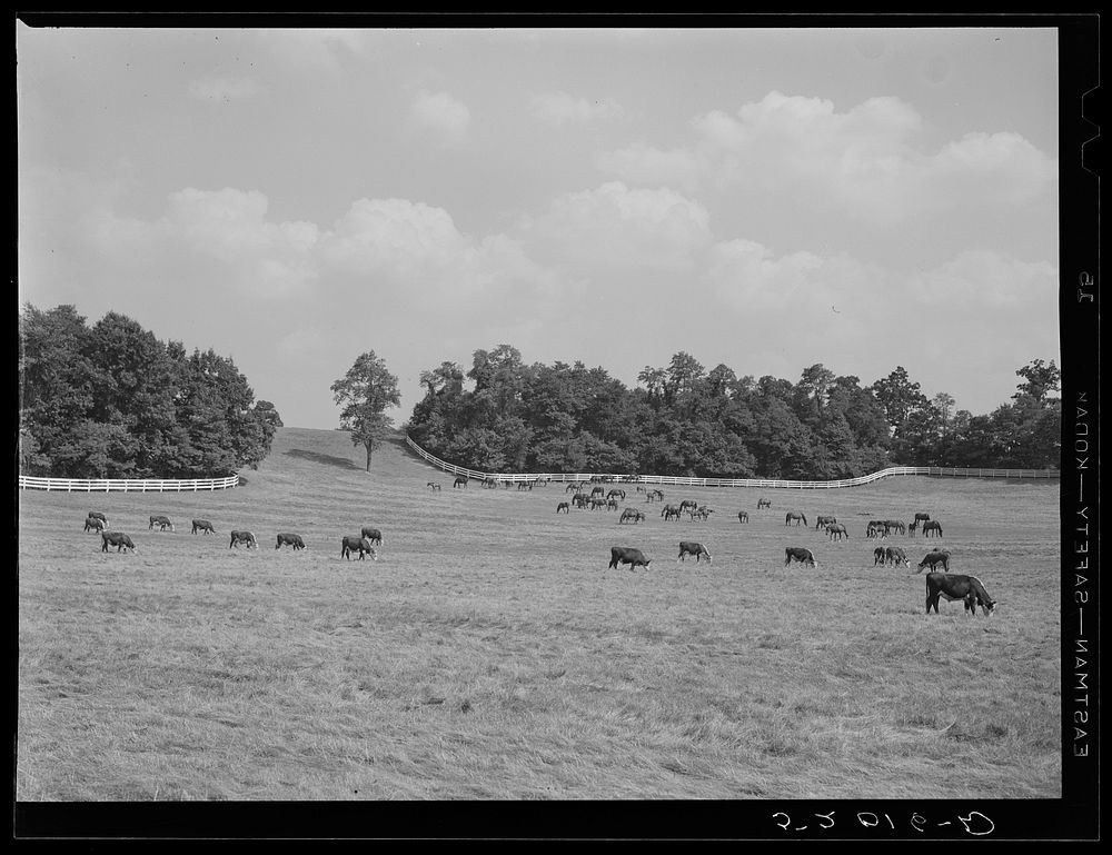 [Untitled photo, possibly related to: Farmland. York County, Pennsylvania]. Sourced from the Library of Congress.