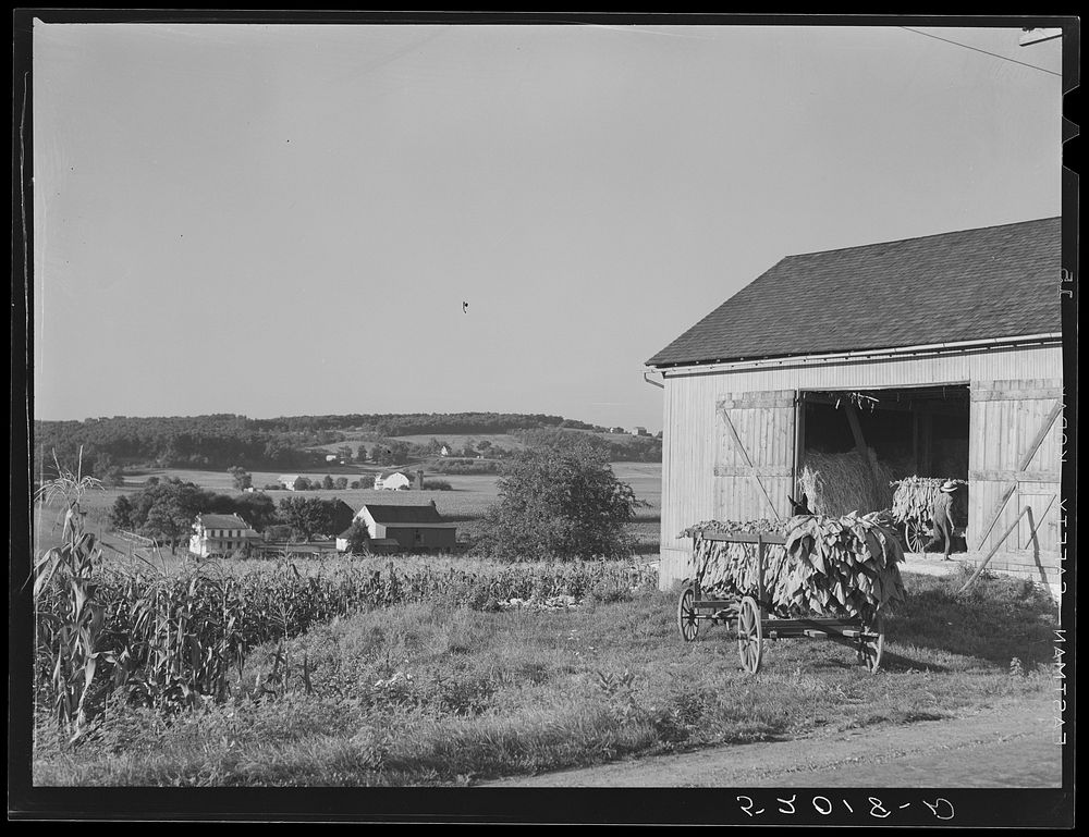 Mennonite farmer bringing tobacco into farm. York County, Pennsylvania. Sourced from the Library of Congress.
