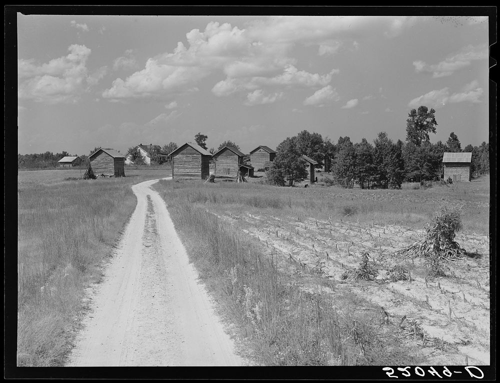  owned farm, about 165 acres. Showing tobacco barns, belonging to Wes Cris, cousin of B.C. Corbett, this is a very…