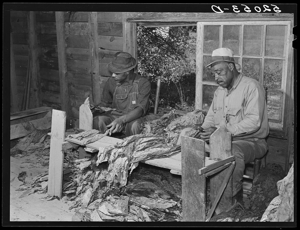 Grading and stripping tobacco, on grading board in strip house, on very prosperous farm belonging to B.C. Corbett, in…