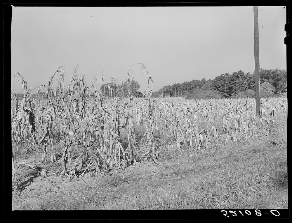 Corn field showing topped and untopped cornstallks. About six miles north of Hillsboro on Highway 14, Orange County, North…