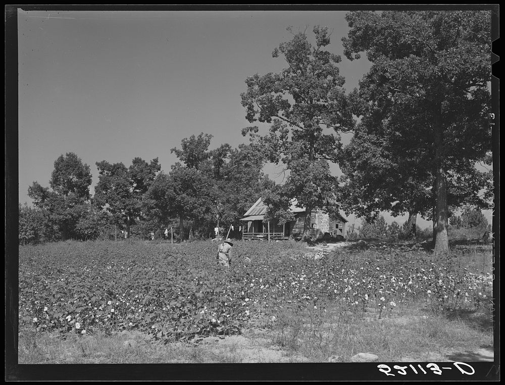  sharecropper, Will Cole and his son picking cotton. The owner is Mrs. Rigsby, a white woman. About five miles below Chapel…