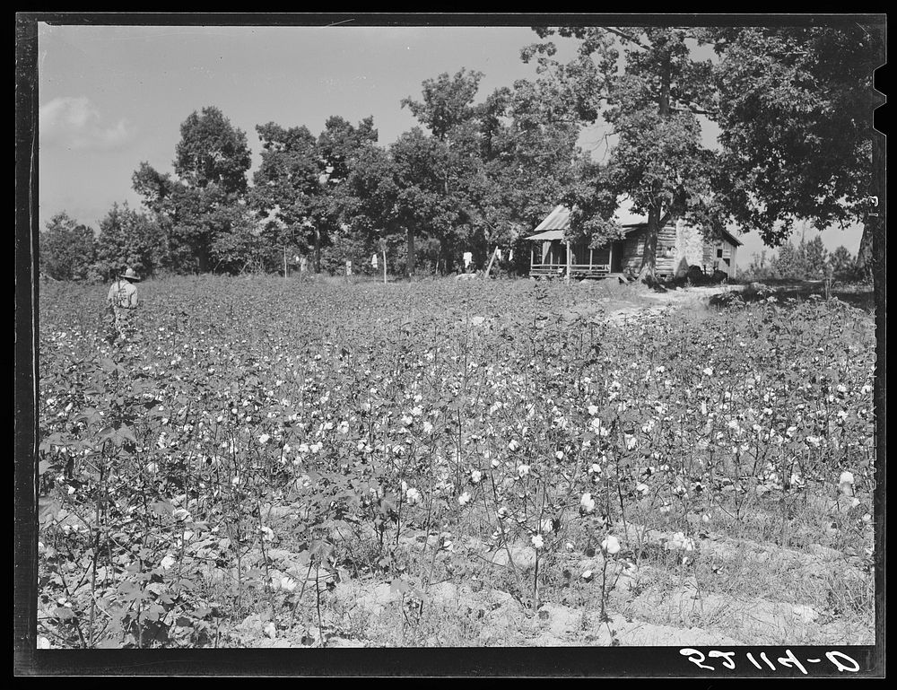 [Untitled photo, possibly related to:  sharecropper, Will Cole and his son picking cotton. The owner is Mrs. Rigsby, a white…