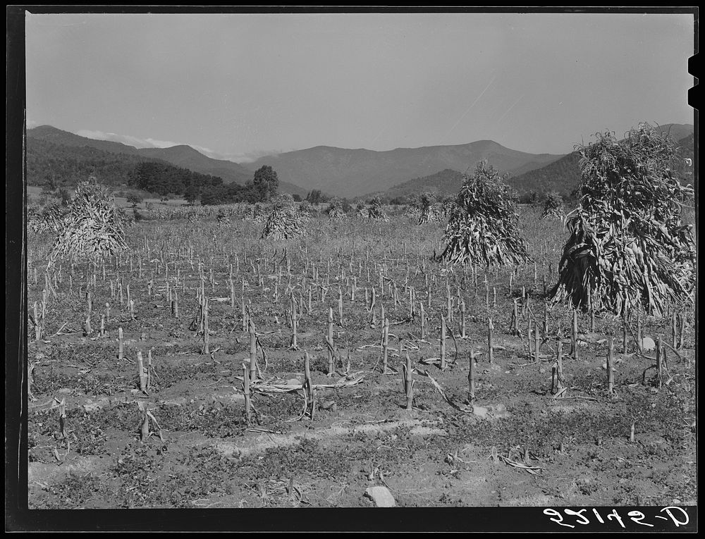 Corn shocks. Smokey Mountains near Black Mountain, North Carolina. Sourced from the Library of Congress.