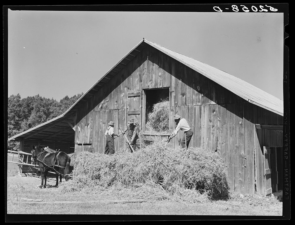 [Untitled photo, possibly related to: Loading hay into barn on tobacco farm of A.B. Douglas. Blairs, Virginia, Pittsylvania…