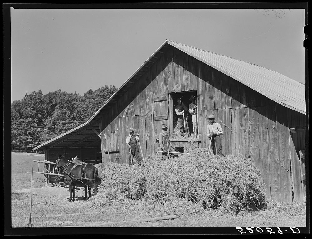 [Untitled photo, possibly related to: Loading hay into barn on tobacco farm of A.B. Douglas. Blairs, Virginia, Pittsylvania…