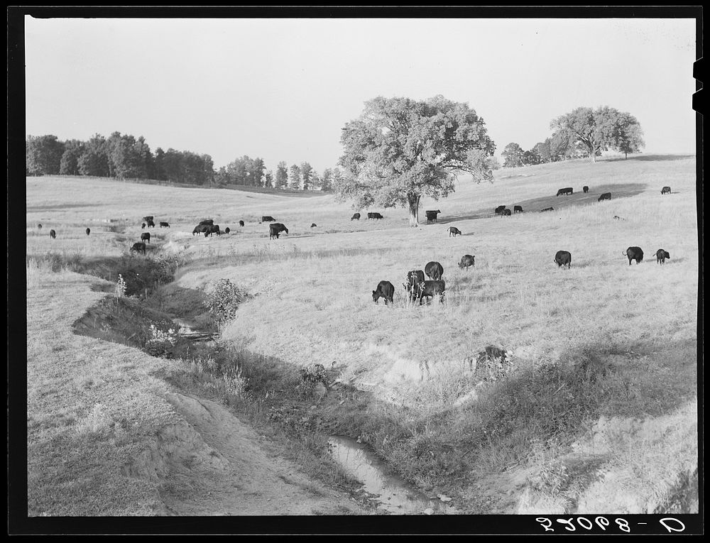 General landscape showing cattle. Halifax County, Virginia. Sourced from the Library of Congress.