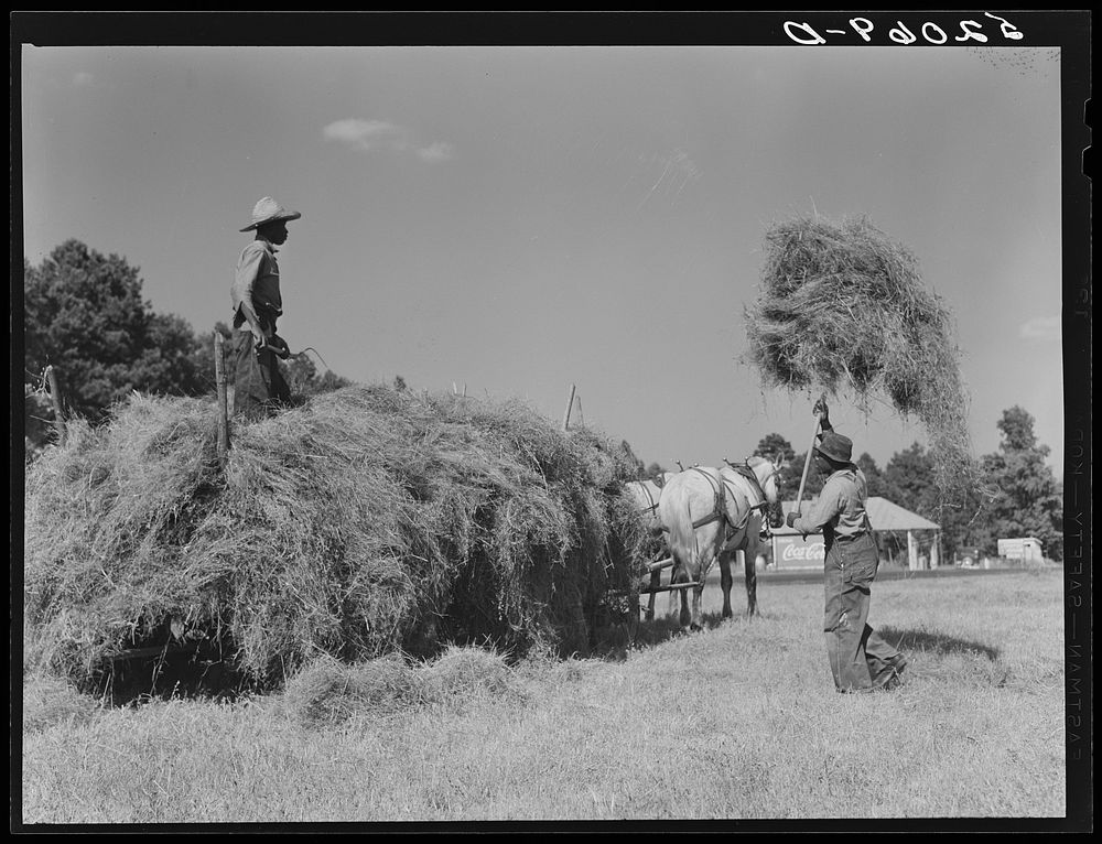 [Untitled photo, possibly related to: Loading hay on Ward Place, Route 57. Chatham, Pittsylvania County, Virginia]. Sourced…