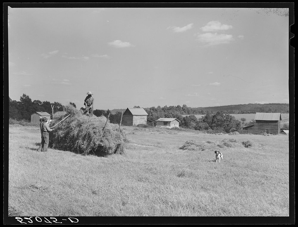 Loading hay on Ward Place, Route 57. Chatham, Pittsylvania County, Virginia. Sourced from the Library of Congress.