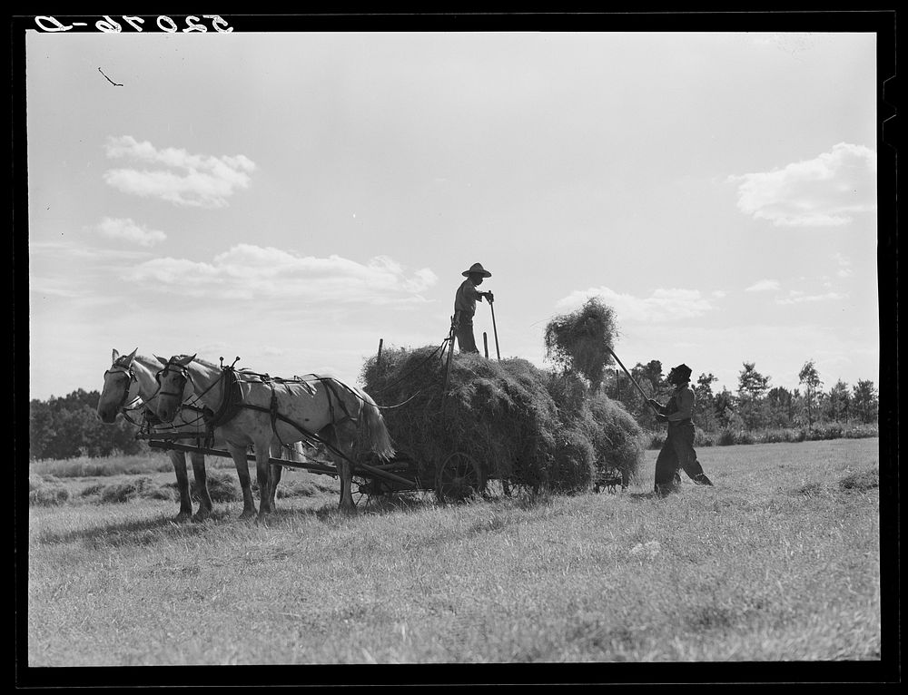 Loading hay on Ward Place, Route 57. Chatham, Pittsylvania County, Virginia. Sourced from the Library of Congress.