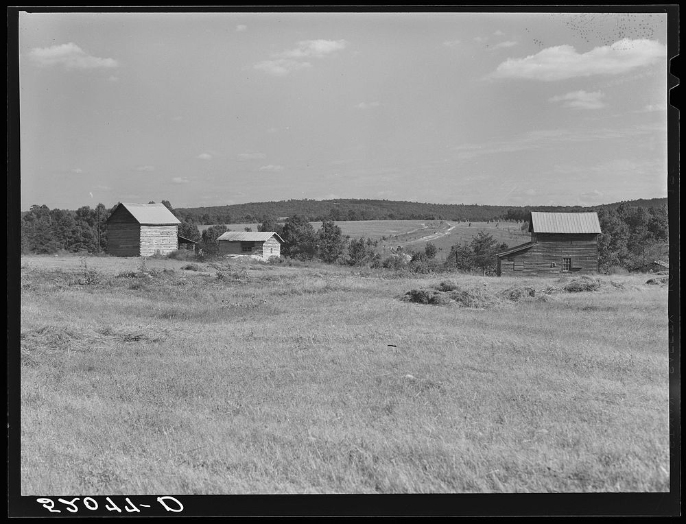 Tobacco barns and strip house on the Ward Place, Chatham, Route 57, going east on right side of road. Pittsylvania County…