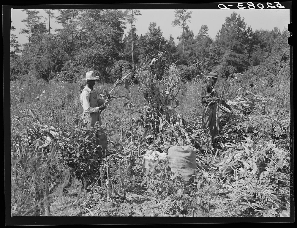 [Untitled photo, possibly related to:  sharecropper and two wage hands shucking corn for the landlord, a white woman. On…
