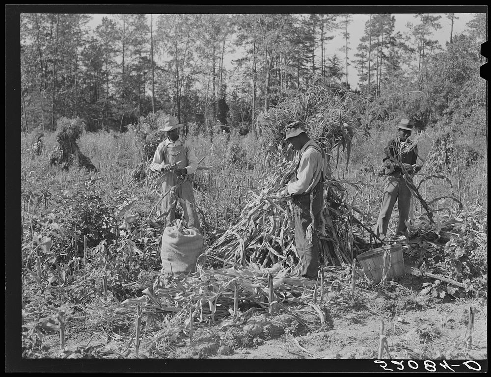  sharecropper and two wage hands shucking corn for the landlord, a white woman. On road to Cedar Grove, west of Highway 14.…