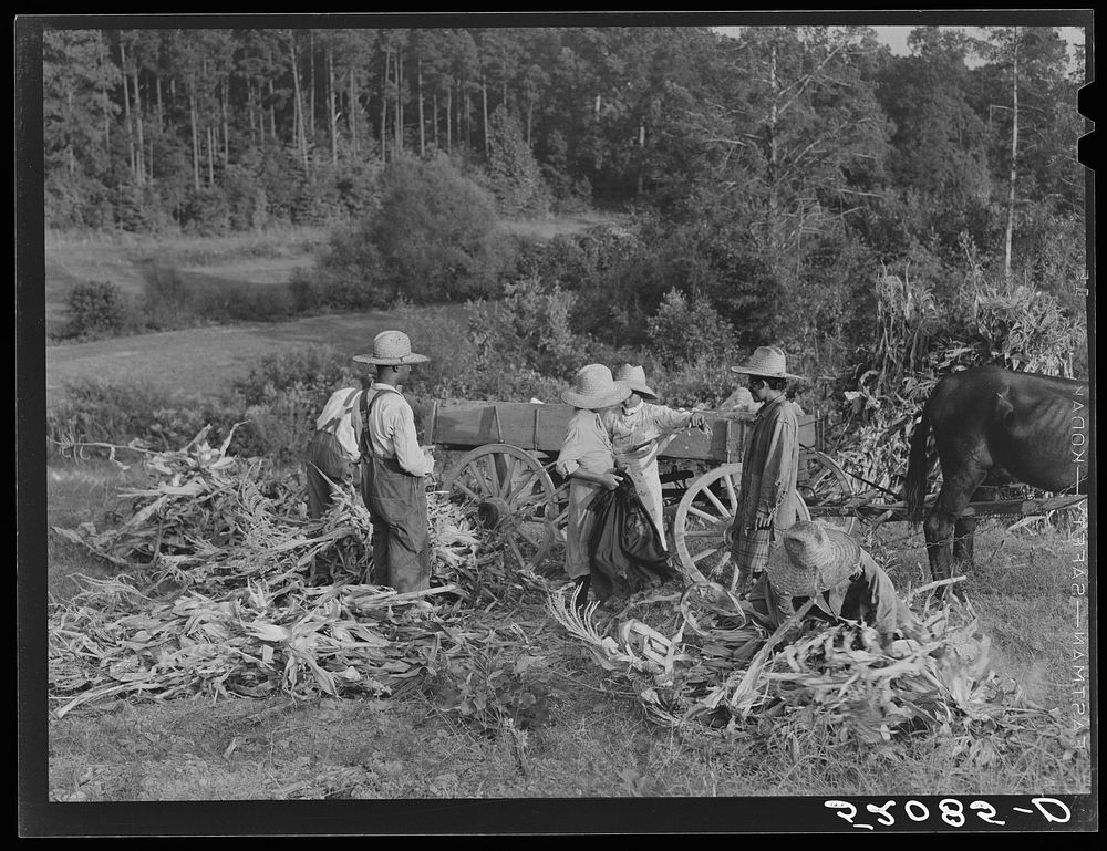 Tenants shucking corn in field. Person County, North Carolina. Sourced from the Library of Congress.