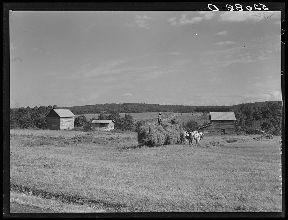Loading hay on Ward Place, Route 57. Chatham, Pittsylvania County, Virginia. Sourced from the Library of Congress.