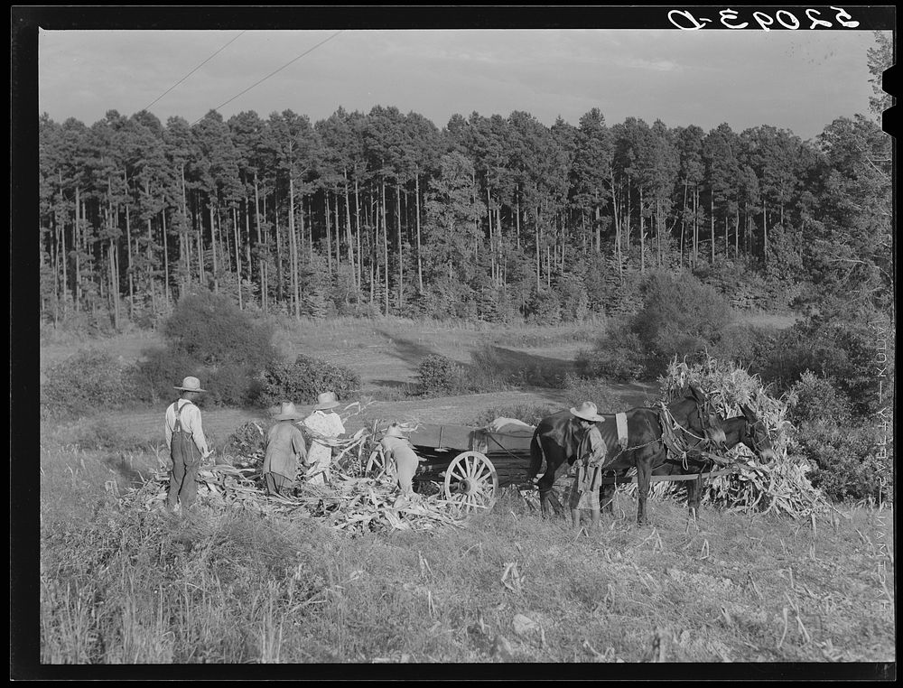 Tenants shucking corn in field. Person County, North Carolina. Sourced from the Library of Congress.