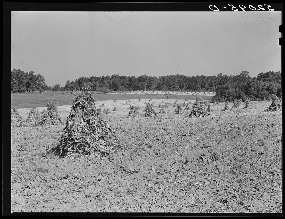 General fall farm landscape showing, with whole shocks of cornstalks. Between Cedar Grove and Carr, Orange County, North…