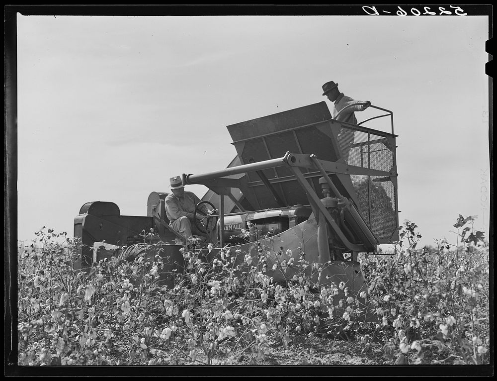International cotton picker in cotton field on Hopson Plantation, near Clarksdale. Mississippi Delta, Mississippi. Sourced…