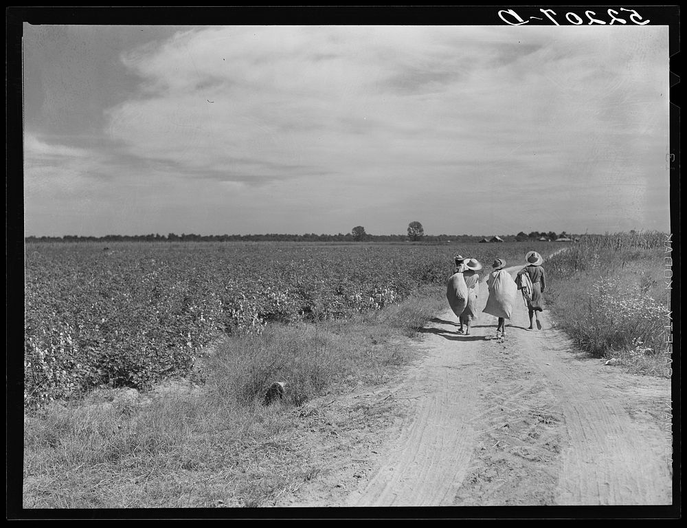  cotton pickers with bags of cotton on their backs, Mileston Plantation. Mississippi Delta, Mississippi. Sourced from the…