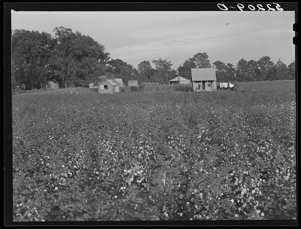 Part of large plantation, Mississippi Delta. Mississippi. Sourced from the Library of Congress.