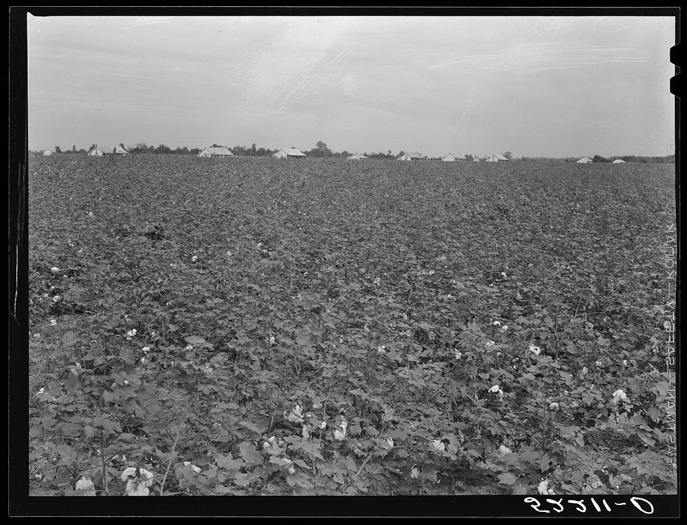 General landscape in Mississippi Delta. Cotton field in foreground and row of plantation houses in background, Mississippi.…