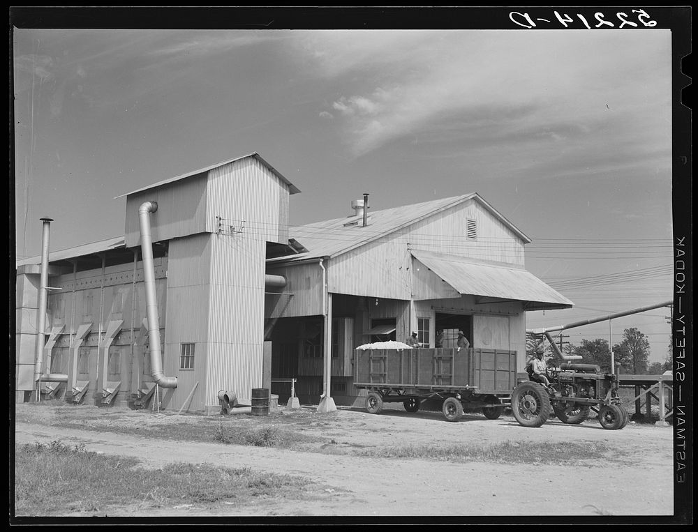 Modern gin and dryer with cotton brought in from fields by a tractor pulling large truck instead of smaller wagons. Truck…