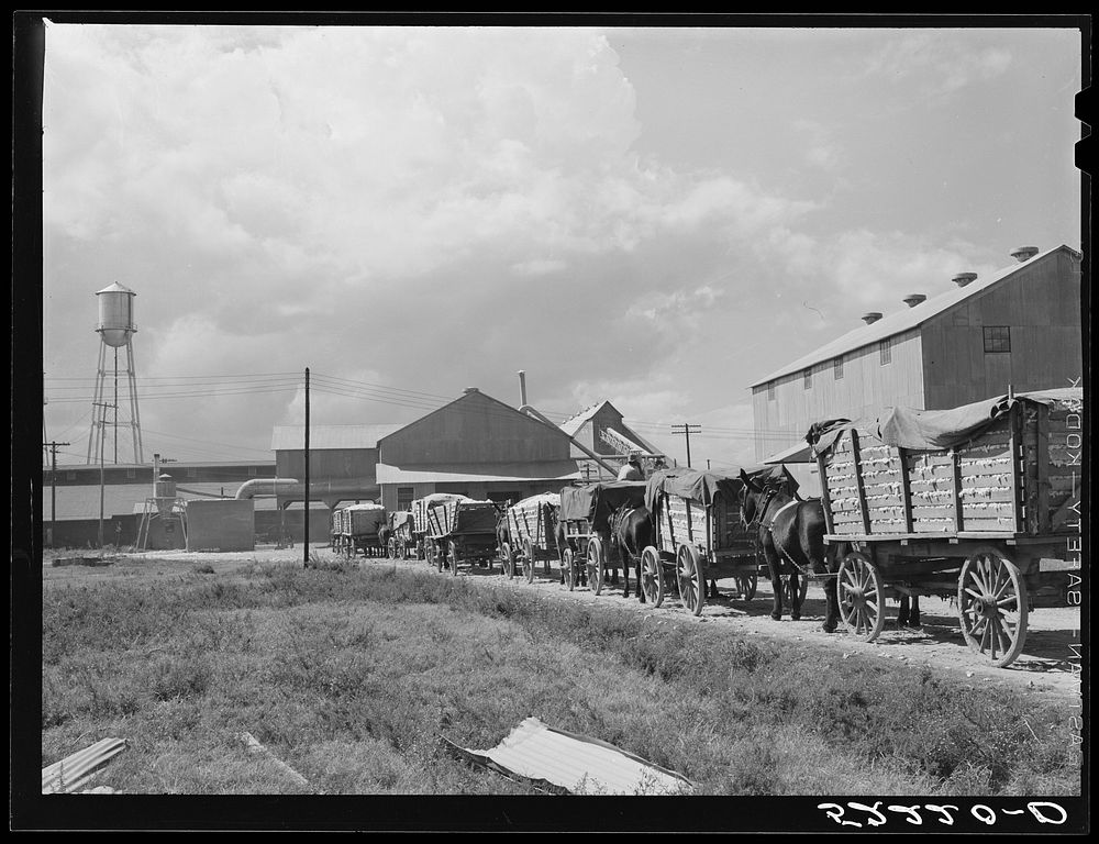 Wagonloads of cotton waiting at the gin of Delta and Pine Land Company of Mississippi, one of the largest plantations in the…