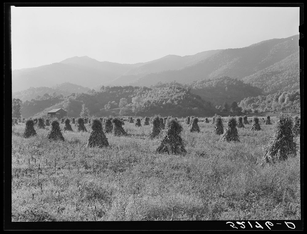 [Untitled photo, possibly related to: Shocks of corn. Smokey Mountains near Asheville, North Carolina]. Sourced from the…