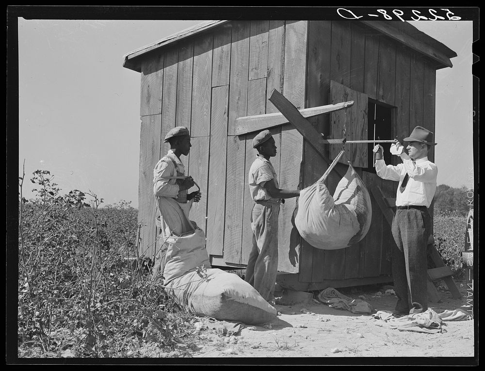Mr. Jones, one of the owners of Marcella Plantation, checks up on the weighing of cotton. Mileston, Mississippi. Sourced…