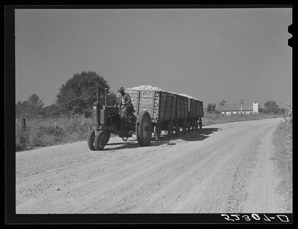 [Untitled photo, possibly related to: Tractor for hauling four wagons of cotton holding bales to the gin. Good Hope…