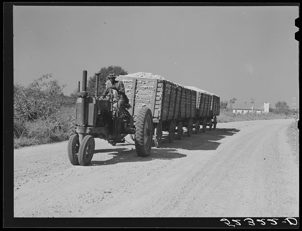 Tractor for hauling four wagons of cotton holding bales to the gin. Good Hope Plantation. Mileston, Mississippi. Sourced…