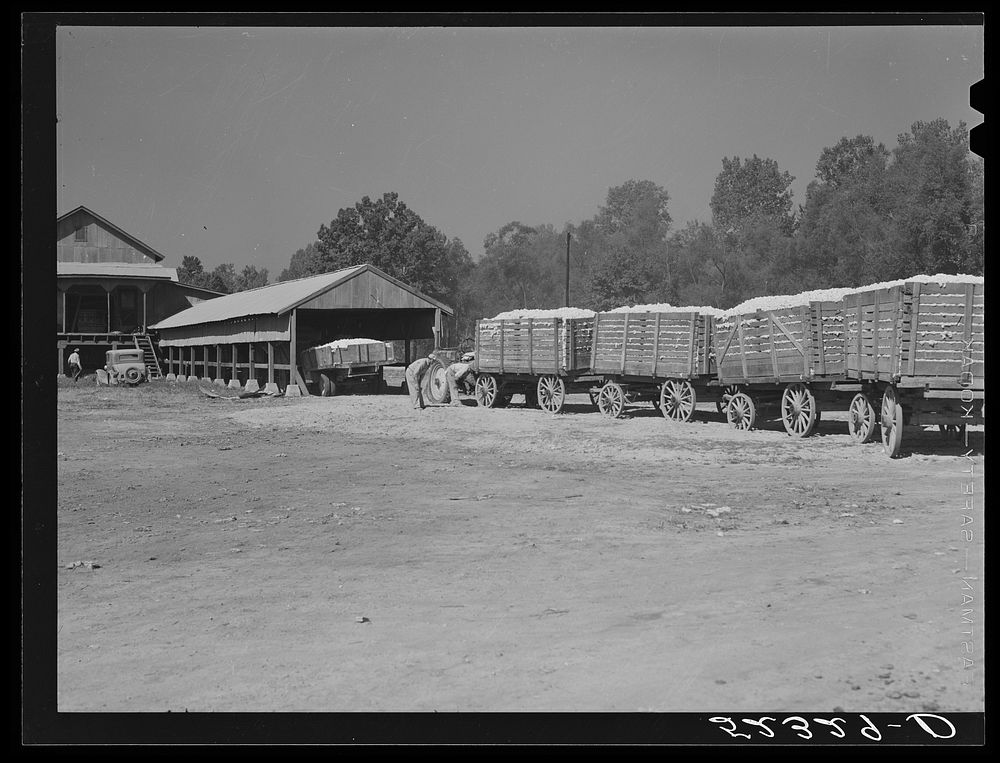 [Untitled photo, possibly related to: Tractor hauled in wagons holding bales of cotton at gin of Marcella Plantation.…