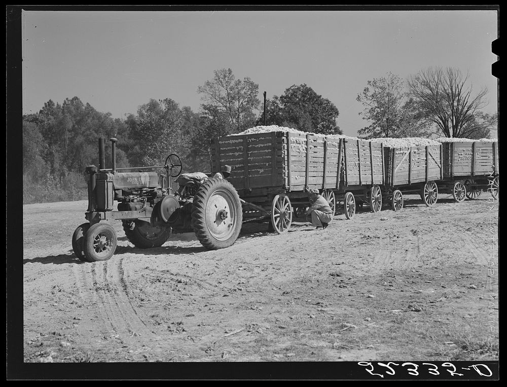 [Untitled photo, possibly related to: Tractor for hauling four wagons of cotton holding bales to the gin. Good Hope…