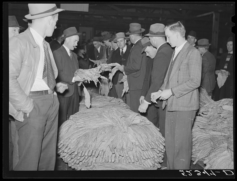 Buyers examining tobacco during auction sale in warehouse. Durham, North Carolina. Sourced from the Library of Congress.