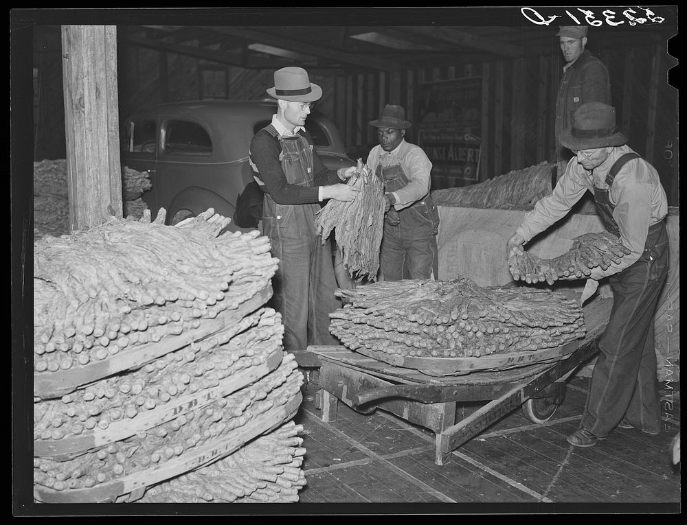 When the tobacco is brought inside the warehouse on the trailer it is taken off the sticks and packed in baskets for the…