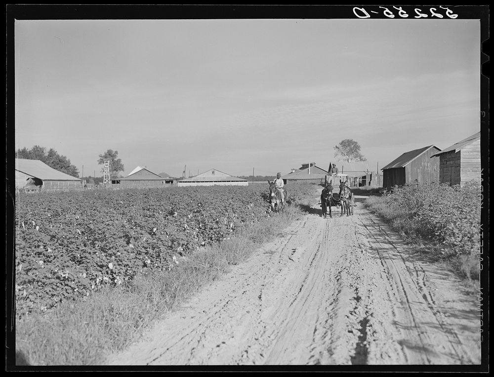 Wagonload of cotton coming out of the field in the evening. Mileston Plantation, Mississippi Delta, Mississippi. Sourced…