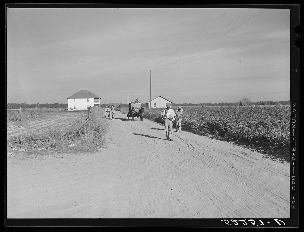 Wagonload of cotton coming out of the field in the evening. Mileston Plantation, Mississippi Delta, Mississippi. Sourced…